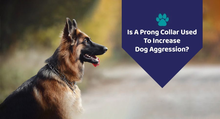 Is A Prong Collar Used To Increase Dog Aggression? - Kwik Pets