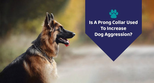 Is A Prong Collar Used To Increase Dog Aggression? - Kwik Pets