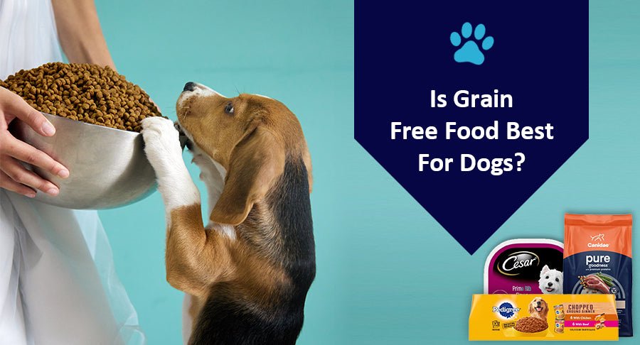 Is Grain Free Food Best For Dogs? - Kwik Pets