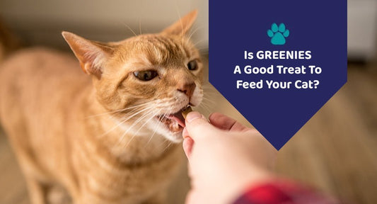 Is GREENIES A Good Treat To Feed Your Cat? - Kwik Pets
