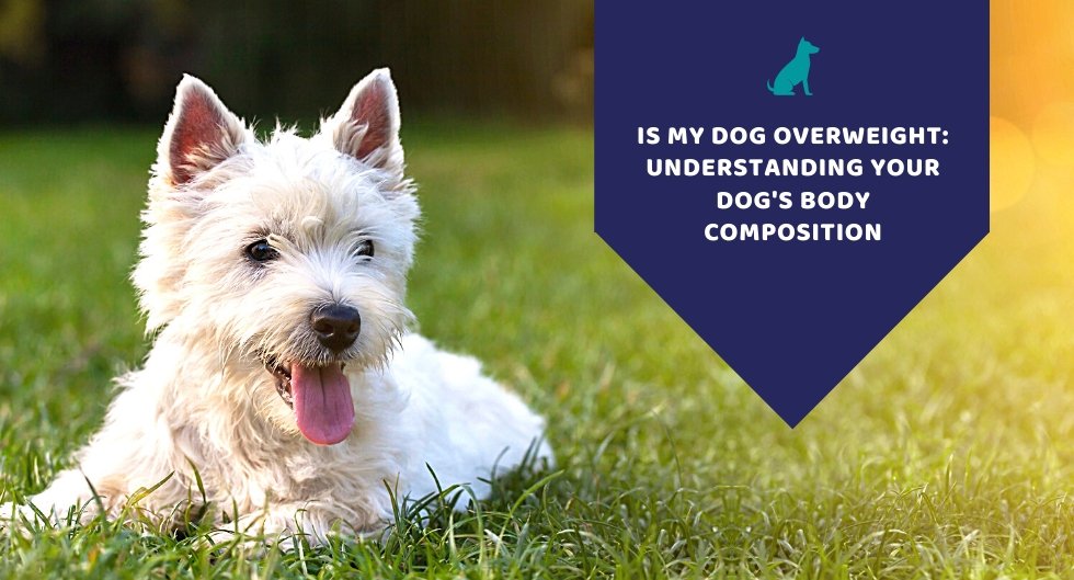 Is My Dog Overweight: Understanding Your Dog's Body Composition - Kwik Pets