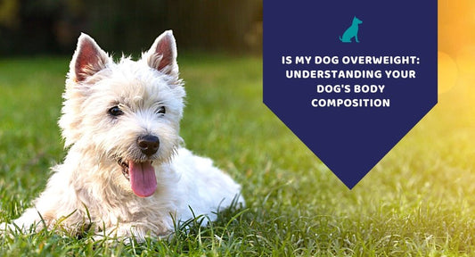 Is My Dog Overweight: Understanding Your Dog's Body Composition - Kwik Pets