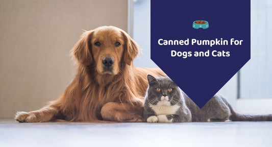 Is Pumpkin Beneficial For Dog And Cat Health? - Kwik Pets
