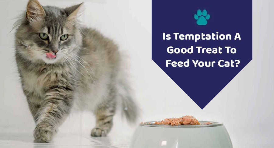 Is Temptation A Good Treat To Feed Your Cat?
