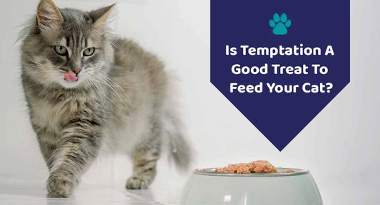 Is Temptation A Good Treat To Feed Your Cat? - Kwik Pets