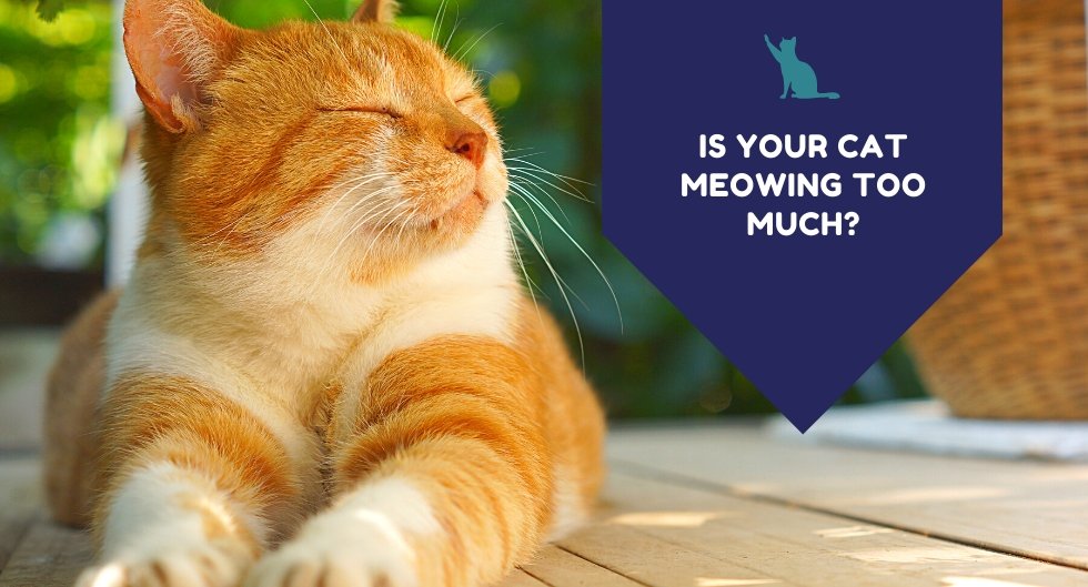 Is Your Cat Meowing Too Much?