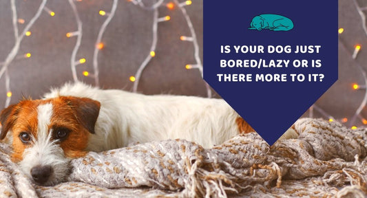 Is Your Dog Just Bored & Lazy Or Is There More to it? - Kwik Pets