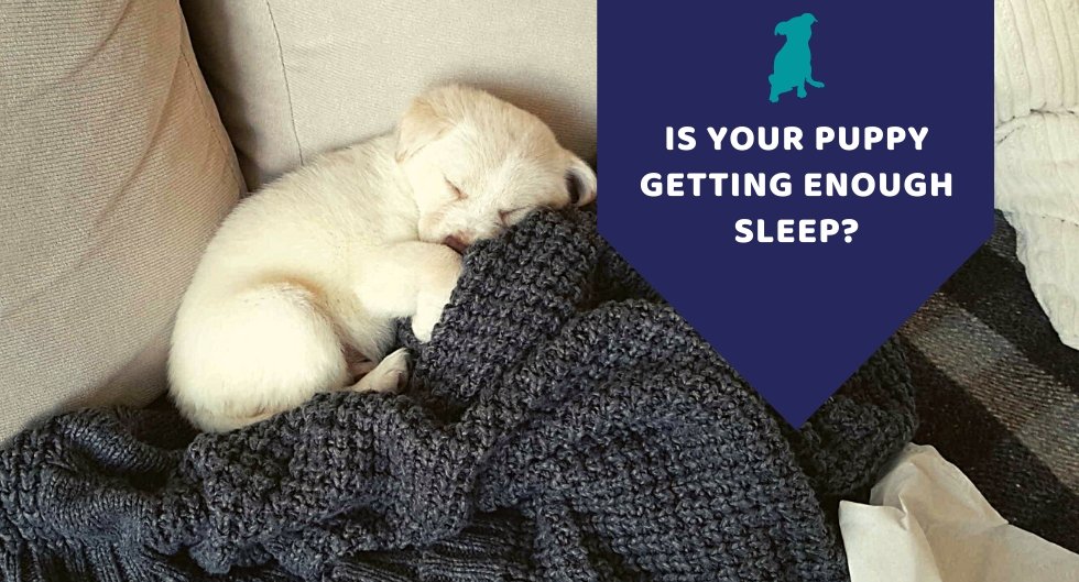 Is Your Puppy Getting Enough Sleep?
