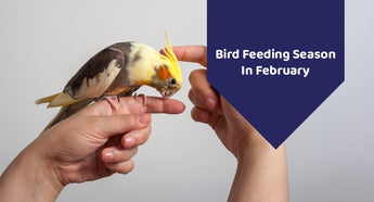 It's Bird Feeding Season In February