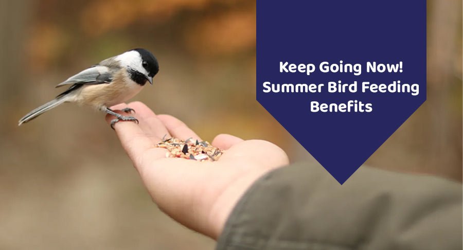 Keep Going Now! Summer Bird Feeding Benefits - Kwik Pets