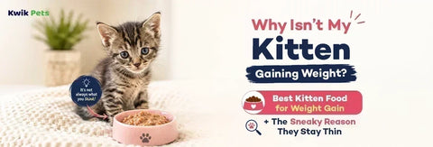 What's the Best Kitten Food for Weight Gain? Top Picks + Underweight Reasons