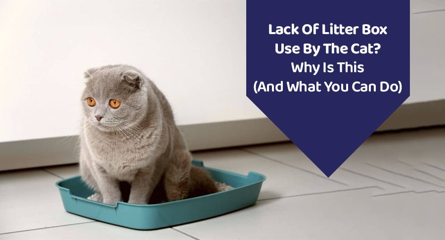 Lack Of Litter Box Use By The Cat? Why Is This (And What You Can Do)