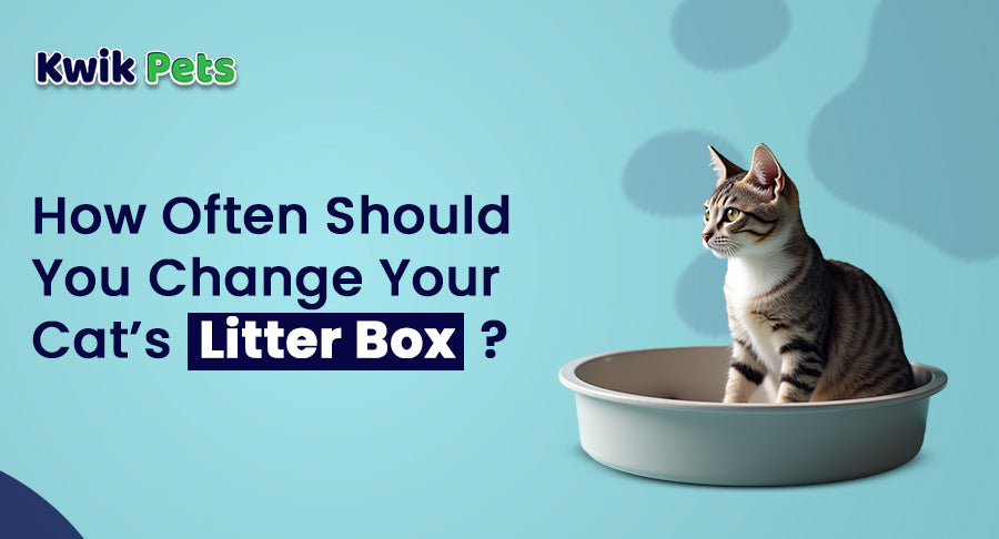 How Often Should You Change Your Cat’s Litter Box?