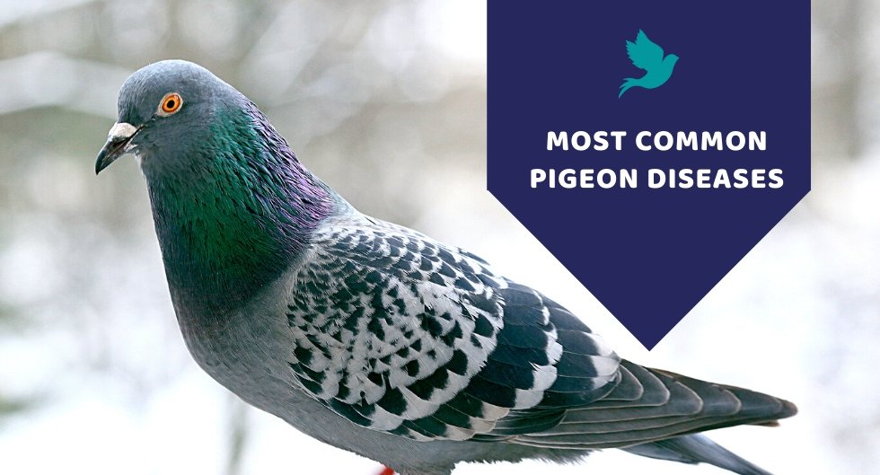 Most Common Pigeon Diseases - Kwik Pets