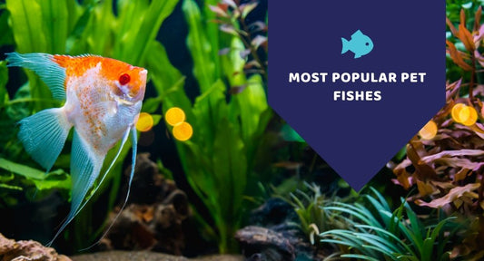 Most Popular Pet Fishes - Kwik Pets