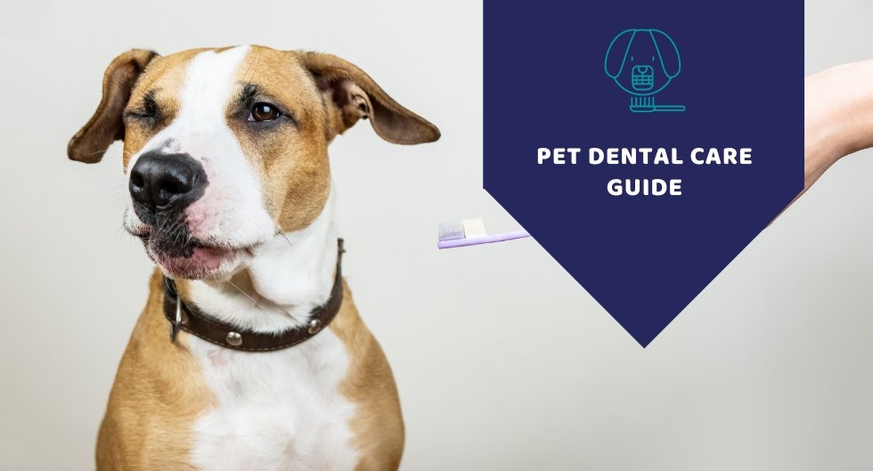 Pet Dental Care Guide - How to Take Care of Your Dog