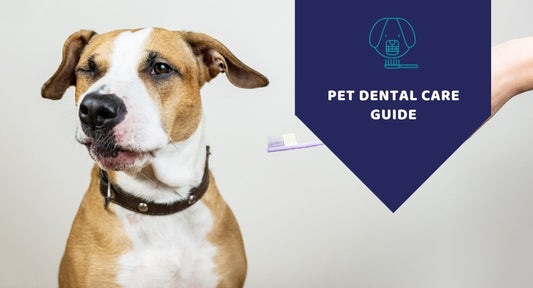 Pet Dental Care Guide - How to Take Care of Your Dog - Kwik Pets