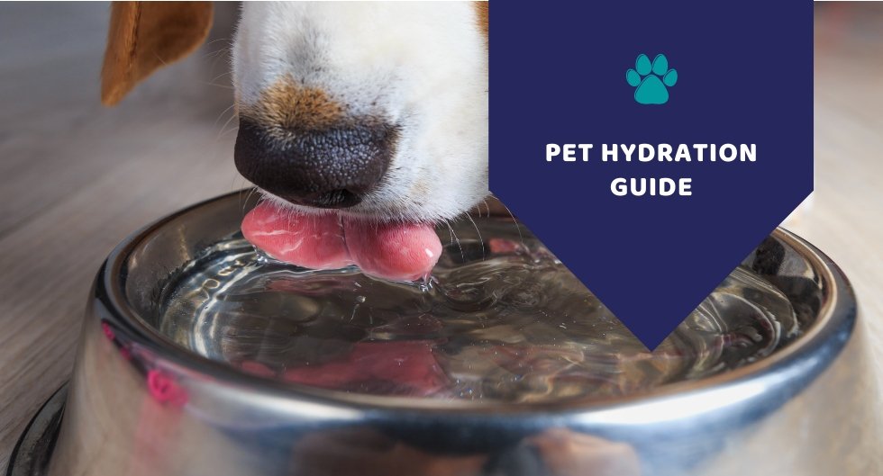 Pet Hydration Guide: Does your pet need a Dog Water Fountain Bowl?