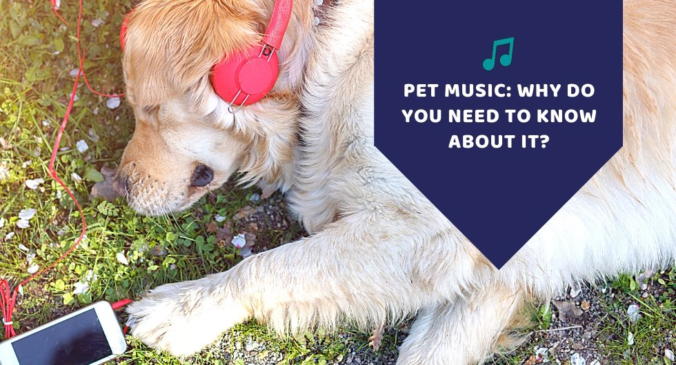 Pet music: Why Do You Need to Know About It? - Kwik Pets