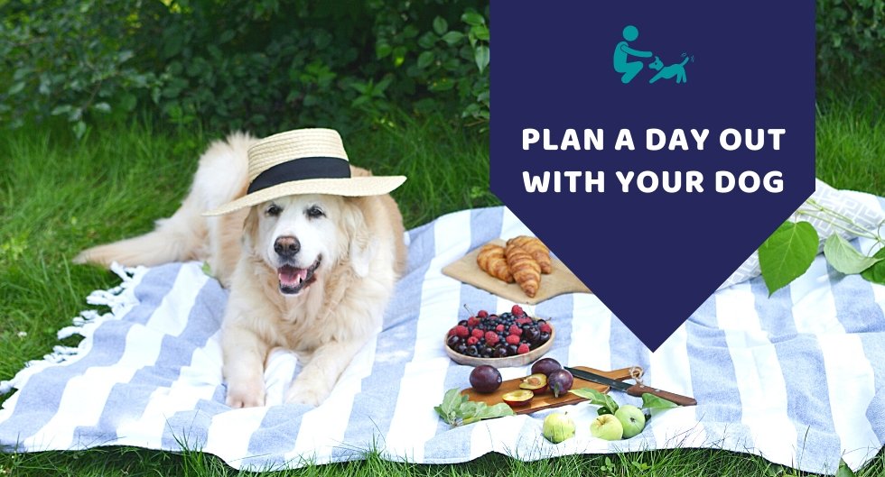 Plan A Day Out With Your Dog - Kwik Pets
