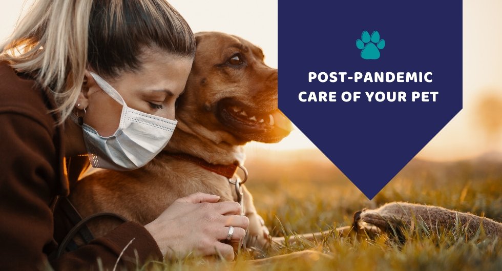 Post-Pandemic Care of Your Pet - Things You Need to Keep in Mind