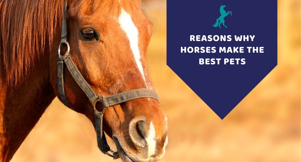 Reasons Why Horses Make The Best Pets