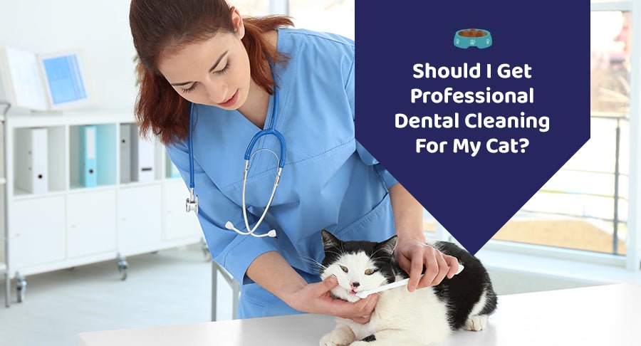 Should I Get Professional Dental Cleaning For My Cat?