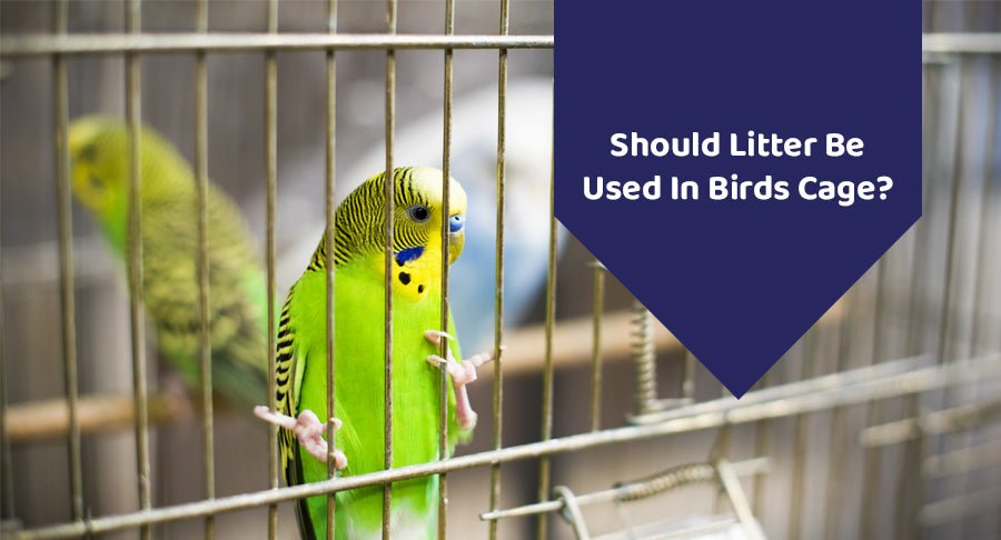 Should Litter Be Used In Bird Cage?