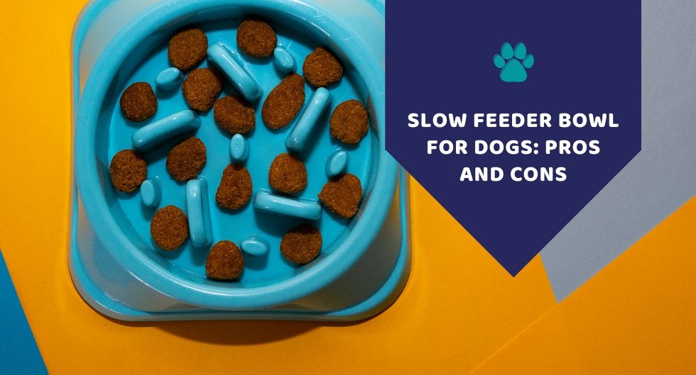 https://www.kwikpets.com/cdn/shop/articles/slow-feeder-bowl-for-dogs-pros-and-cons-121673.jpg?v=1659683250