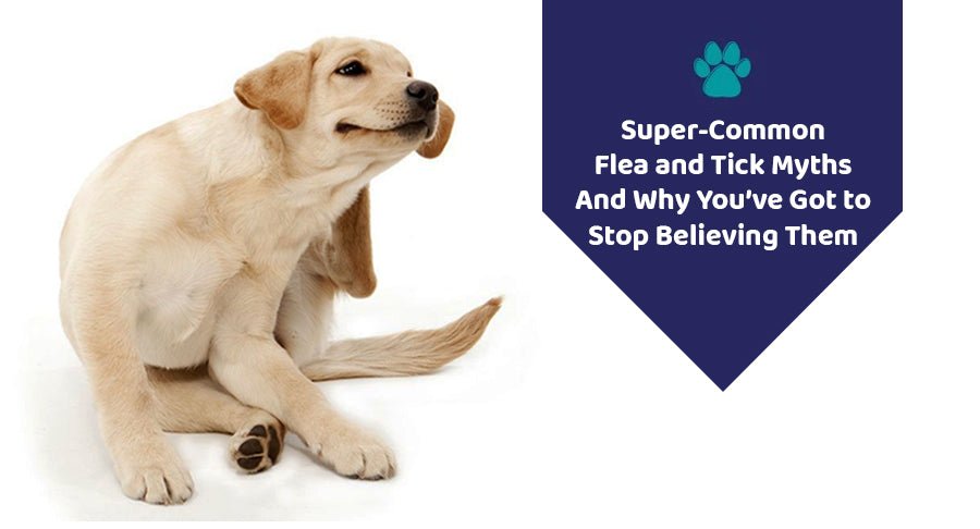 Super-Common Flea and Tick Myths—And Why You’ve Got to Stop Believing Them