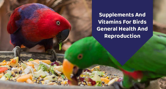 Supplements And Vitamins For Birds' General Health And Reproduction - Kwik Pets