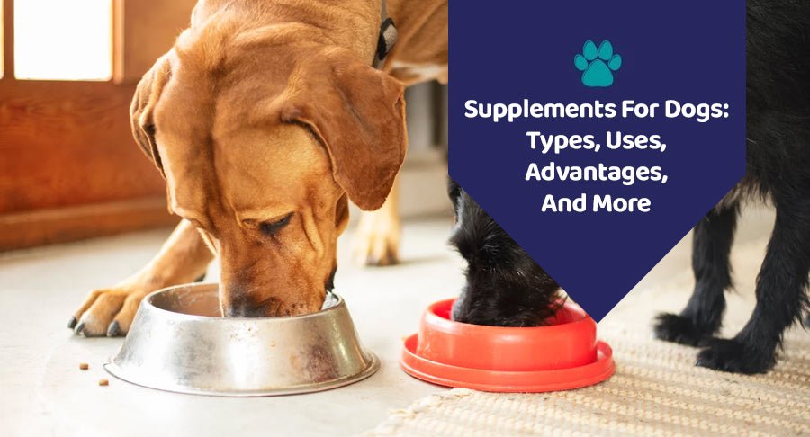 Supplements For Dogs: Types, Uses, Advantages, And More - Kwik Pets