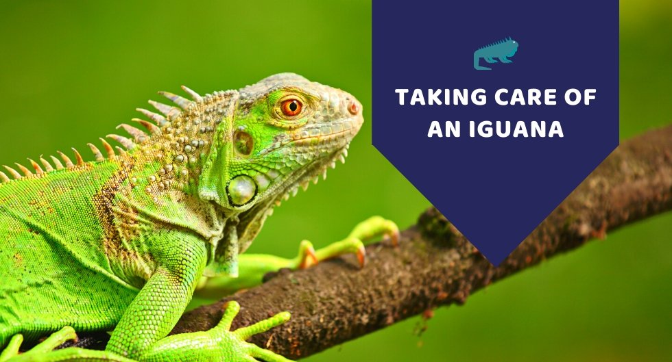 Taking Care Of An Iguana - Kwik Pets