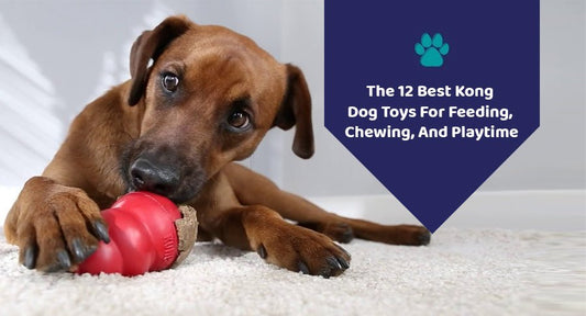 The 12 Best Kong Dog Toys For Feeding, Chewing, And Playtime - Kwik Pets