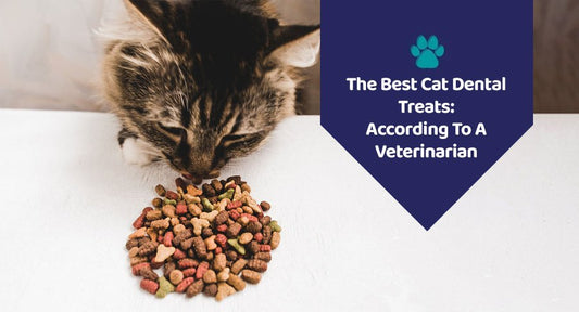 The Best Cat Dental Treats: According To A Veterinarian - Kwik Pets