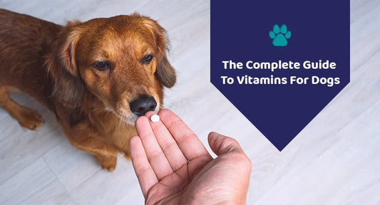 The Complete Guide To Vitamins For Dogs - Kwik Pets