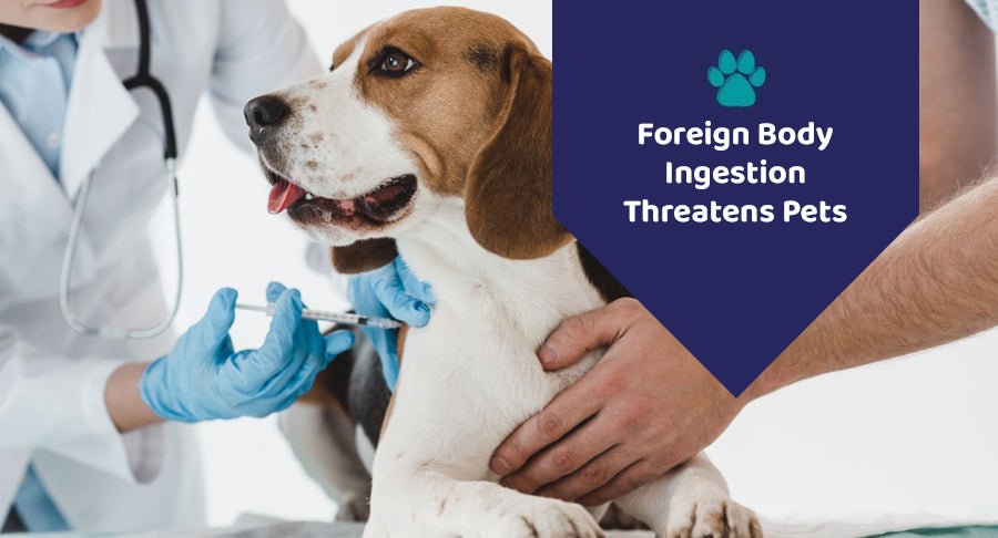 The Dangers of Foreign Body Ingestion in Pets