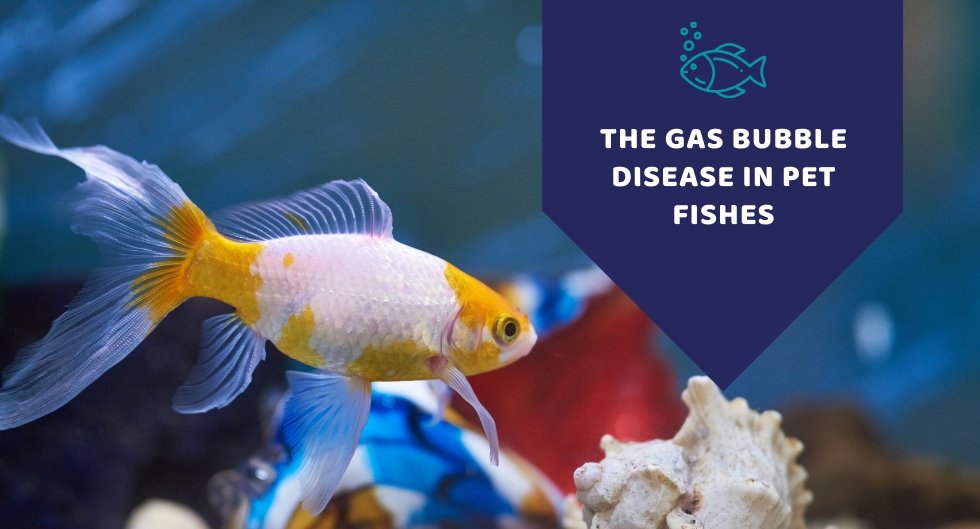 The Gas Bubble Disease In Freshwater Fishes