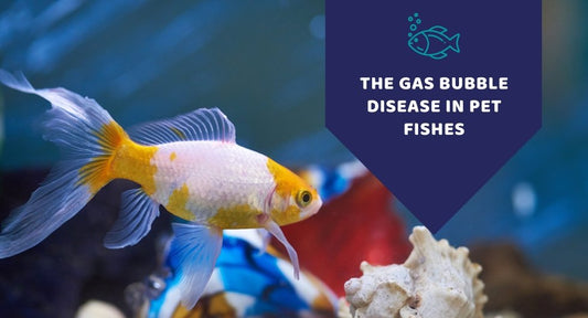 The Gas Bubble Disease In Freshwater Fishes - Kwik Pets