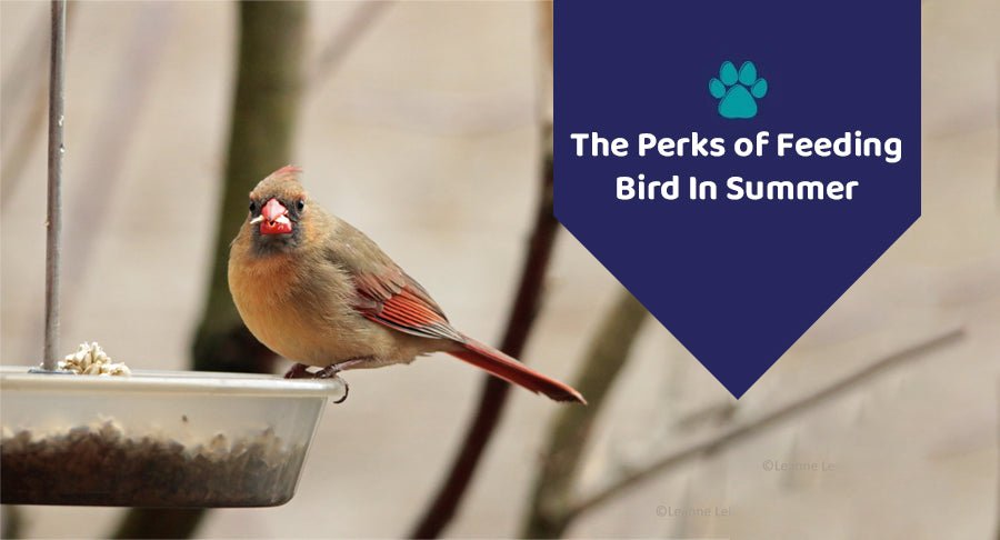The Perks of Feeding Bird In Summer