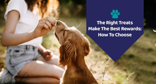 The Right Treats Make The Best Rewards: How To Choose? - Kwik Pets