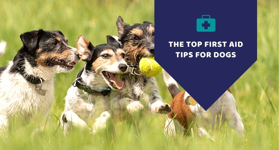 The Top First Aid Tips For Dogs - Kwik Pets