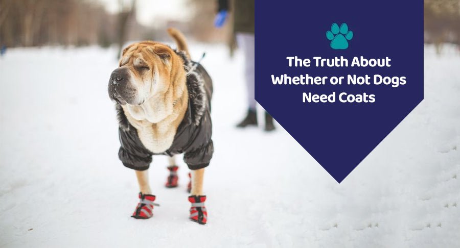 The Truth About Whether or Not Dogs Need Coats - Kwik Pets