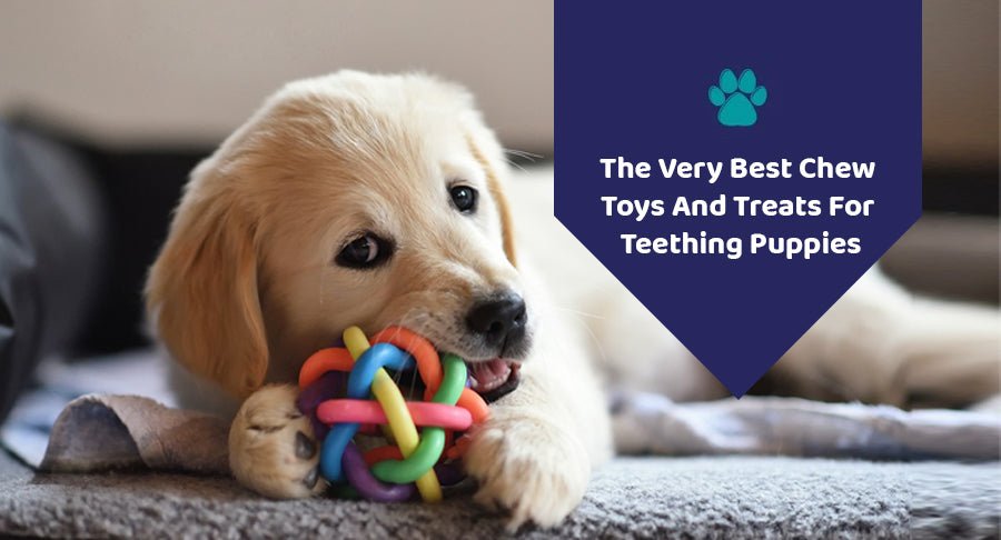 The Very Best Chew Toys And Treats For Teething Puppies