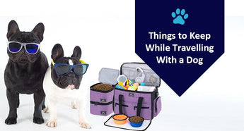 Things to Keep While Travelling With a Dog