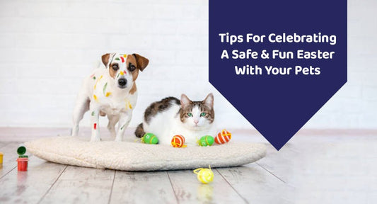 Tips For Celebrating A Safe & Fun Easter With Your Pets - Kwik Pets