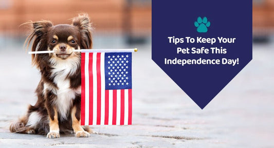Tips To Keep Your Pet Safe This Independence Day! - Kwik Pets