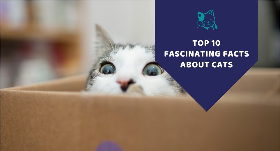 Top 10 Fascinating Facts About Cats