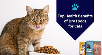 Top 10 Health Benefits of Dry Foods for Cats