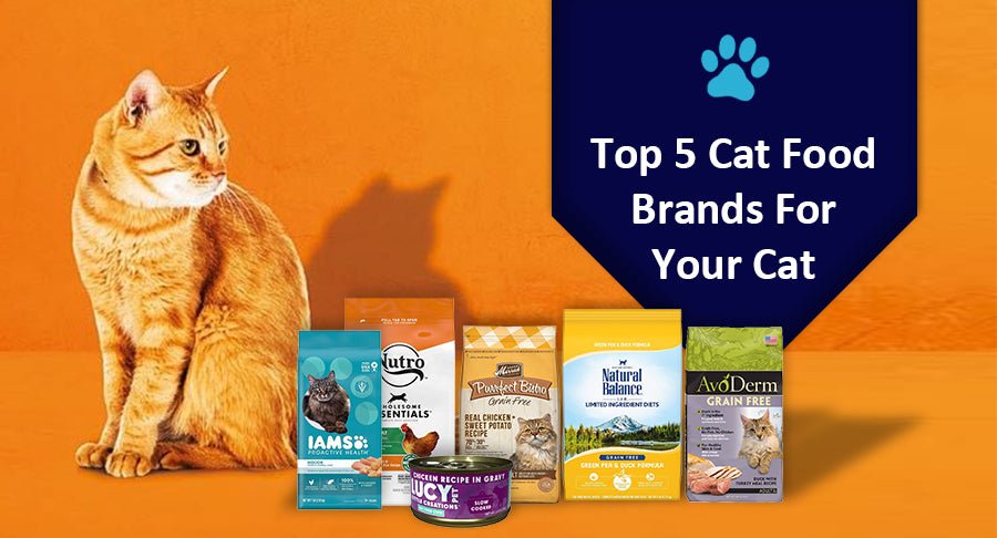 Top Cat Food Brands For Your Cat - Kwik Pets